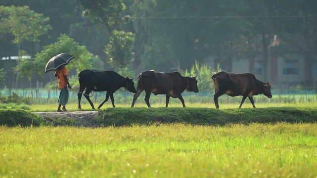 Bogura, Bangladesh - 22 July 2024: View of a farmer holding an umbrella while walking with three cows along a path in a lush green field.