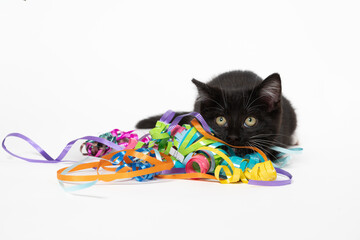 Cute black and white kitten with streamers on white © Tony Campbell
