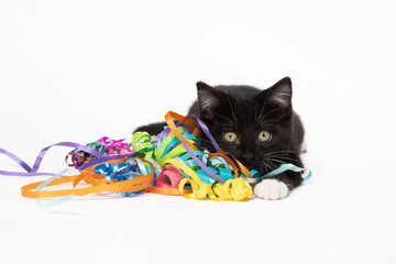 Cute black and white kitten with streamers on white © Tony Campbell