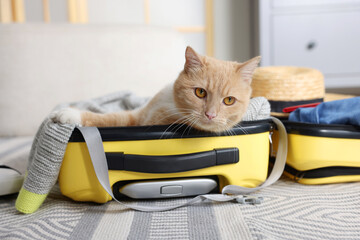 Cute cat sitting in suitcase with clothes at home, closeup. Traveling with pet © New Africa