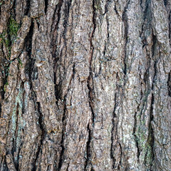 Naklejka premium Dark Dramatic Oak Bark Texture with Rugged Deep Relief