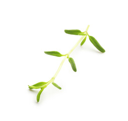 Fototapeta premium Aromatic herb. Green thyme isolated on white
