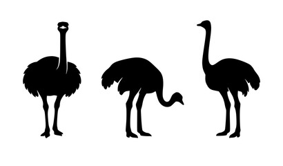 Black ostrich silhouette set with standing safari birds vector isolated on white © Md