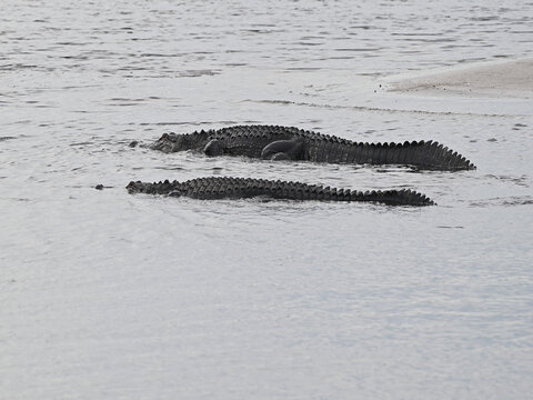 American alligators sunning on surface.