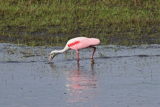 Roseate spoonbill feeding in swamp shoreline.