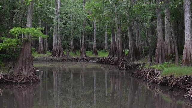Tributary through cypress tree swamp.