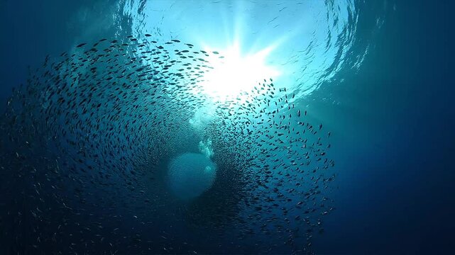 School of fish swimming in synchronized vortex under ocean with sunstar rays