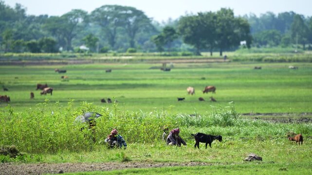 Bogura, Bangladesh - 28 July 2024: View of farmers working in lush green fields with grazing cattle and birds flying under a bright sky.