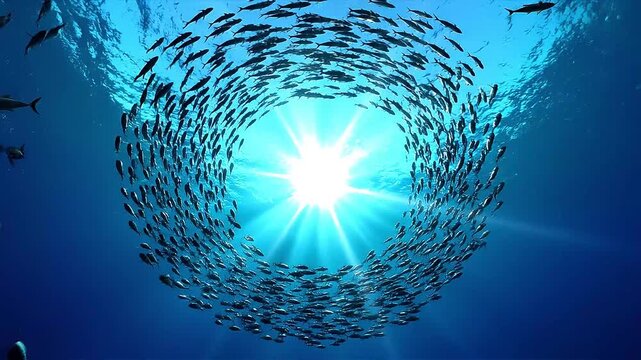 School of fish swimming in synchronized spiral under ocean with sun rays