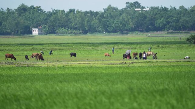 Bogura, Bangladesh - 28 July 2024: View of farmers working in lush green rice fields with grazing cows and a dense treeline in the background.