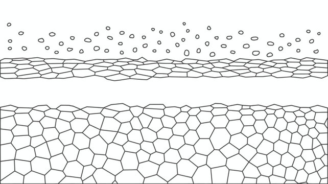 Cellular structure diagram two layers of interconnected polygonal cells on white background