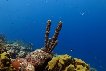 Colorful reef with sea sponge. Tropical seascape, fish and corals in the blue ocean. Healthy coral, marine life. Underwater photography from scuba diving. Beautiful aquatic wildlife. © blue-sea.cz