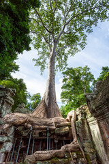 Fototapeta premium A beautiful view of Ta Prohm's Ruins in the Angkor Thom Complex