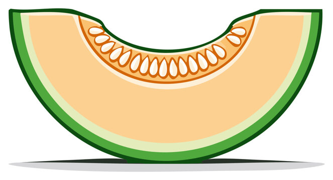 Vector illustration of a fresh cantaloupe melon slice with seeds and green rind