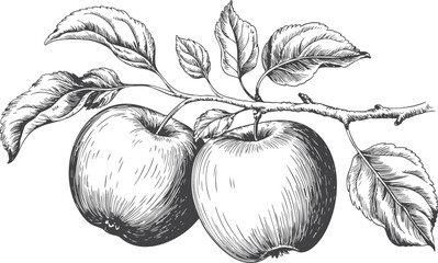 Engraved vector apple fruit branch engraving illustration, line art. © Sadhana
