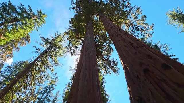 Towering Giant Sequoias From Low Forest Angle, cinematic nature video frame with massive trunks and bright blue sky