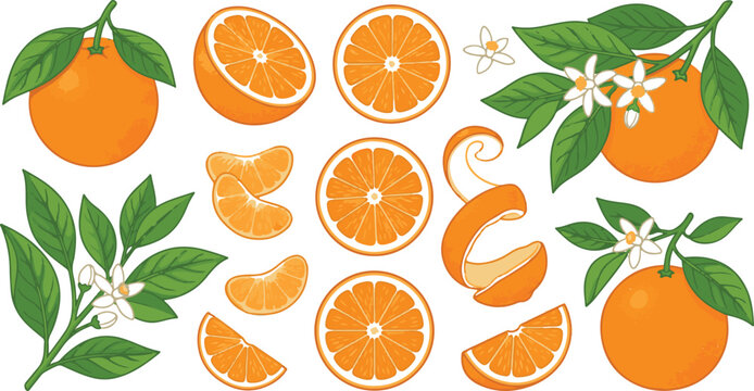 Orange fruit collection illustration with slices and blossoms on white
