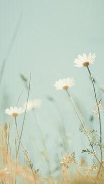 Beautiful white daisy flowers blooming in a summer field. Shot with vintage lens for soft bokeh and nostalgic analog film look with warm teal tones.