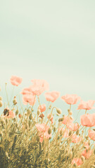 Obraz premium Soft focus close up of red poppies blooming in a field. Shot with vintage lens for artistic bokeh and retro teal and orange film look. Dreamy summer atmosphere.