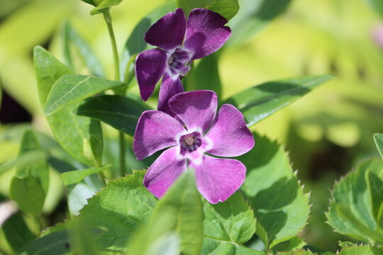 Sweden. Vinca minor is a species of flowering plant in the dogbane family, native to central and southern Europe, from Portugal and France north to the Netherlands and the Baltic States.
