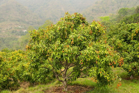 Lychee tree in the vineyard