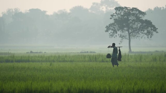 Bogura, Bangladesh - 16 November 2023: View of a farmer carrying a yoke while walking through lush green rice paddies on a misty morning in the rural countryside.