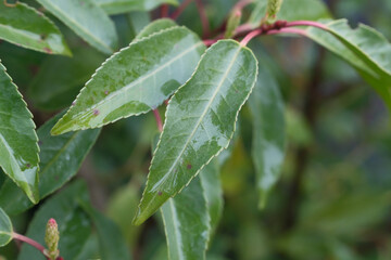 Fototapeta premium Close-up of vibrant green leaves after rain