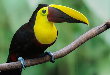 Fototapeta premium The image shows a Swainson's Toucan perched on a thick brown branch against a soft, blurred green jungle background, Cloud Forest Monteverde, Costa Rica