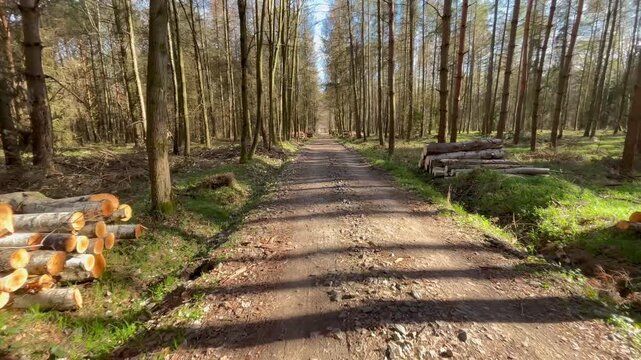 POV walking shot along a forest road in spring woodland with stacked timber logs, sunlit trees and natural countryside atmosphere, capturing peaceful forestry landscape and outdoor exploration.