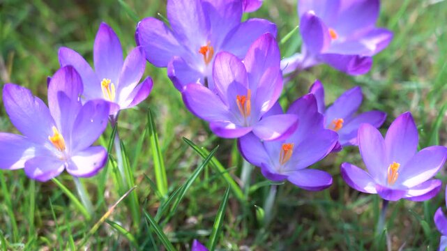 Aerial top view of blooming purple crocus flowers in spring, gentle camera glide over vibrant floral field, fresh seasonal nature background with soft sunlight and delicate petals	