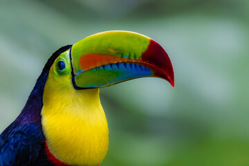 Image of a Keel-billed Toucan's head in a forested area near Guapiles in Costa Rica  © KKern
