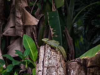 Fototapeta premium Lizard Green Basilisk (Basiliscus plumifrons), , Costa Rica