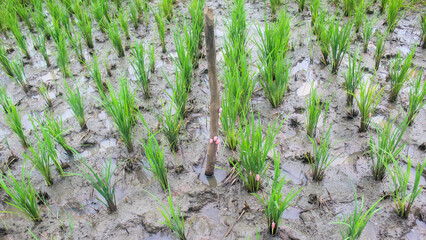 A newly planted rice paddy ecosystem shows signs of pests. The pink eggs attached to the stems and rice plants are golden apple snail eggs. © Dudi Hermawan