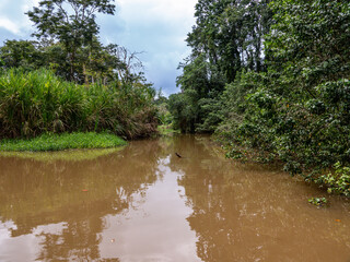 Fototapeta premium The Tortuguero Canals, located within Costa Rica's Tortuguero National Park, are a breathtaking network of natural and man-made waterways known as the 
