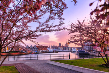 Spring flowers blooming on the trees over the Motlawa river in Gdansk. Poland © Patryk Kosmider