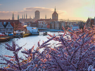 Spring flowers blooming on the trees over the Motlawa river in Gdansk. Poland © Patryk Kosmider