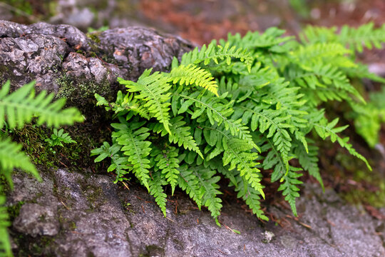 Lush green foliage of Licorice fern (Polypodium glycyrrhiza) growing on the decaying stump in the rainforest, in a damp shaded area.