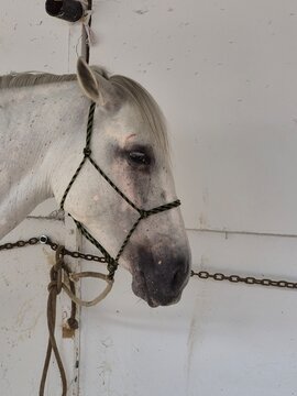 Caballo