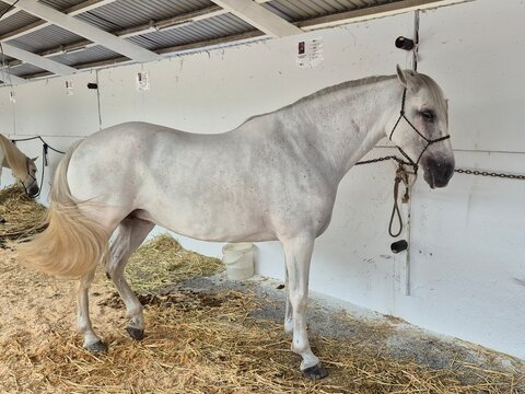 Caballo