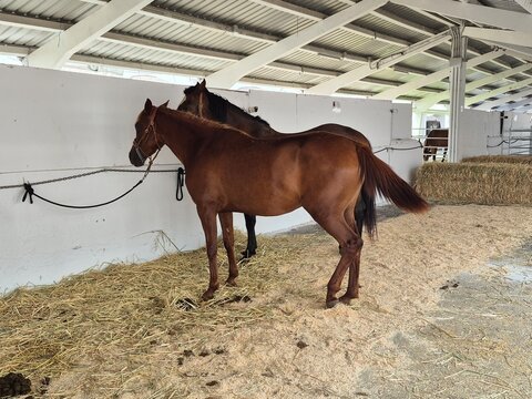 Caballo
