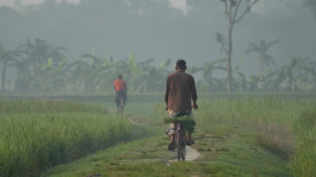 Bogura, Bangladesh - 28 November 2023: View of a man riding a bicycle along a narrow path through lush green rice fields on a misty morning.