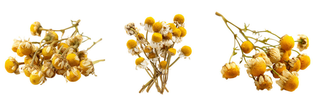 Set of Close-up of scattered dried chamomile blossoms and stems, Matricaria chamomilla transparent png background. Ai generated