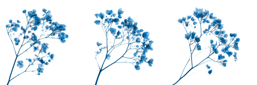 Set of A detailed drawing of blue flowers with the words "blue flowers" in elegant typography transparent png background. Ai generated