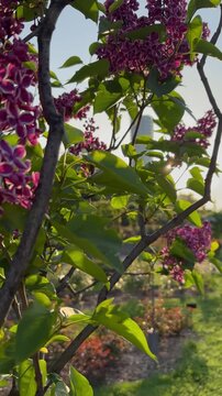 Early morning slow shot of purple lilacs with white edges on their petals