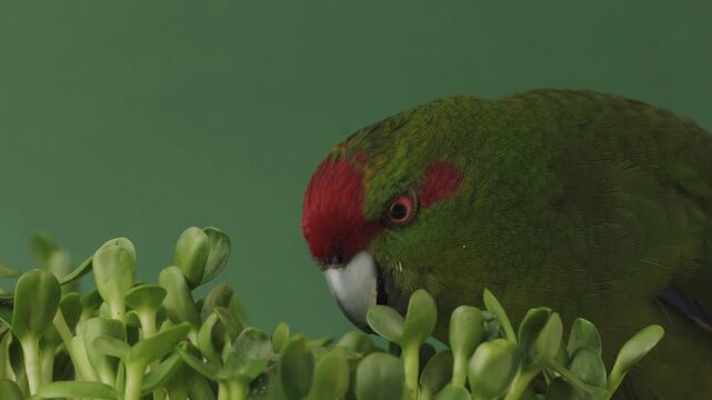 Close up high quality footage of green Kakariki parrot eating  sprouted sunflower seedlings. Red-headed parrot feeding microgreen against green background
