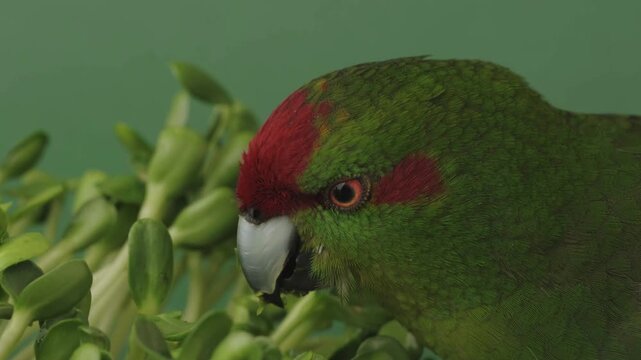 Close up high quality footage of green Kakariki parrot eating  sprouted sunflower seedlings. Red-headed parrot feeding microgreen against green background