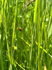 ladybug on grass © Жанна Рубей