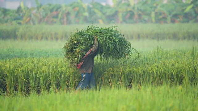 Bogura, Bangladesh - 27 November 2023: View of a farmer carrying a large bundle of green grass on their head through a lush agricultural field during the day.