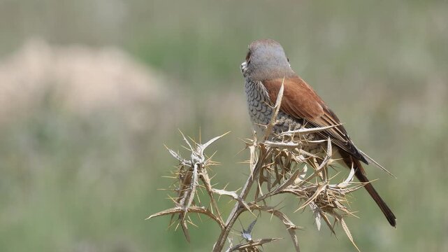 Red-backed Shrike bird perching on a branch	