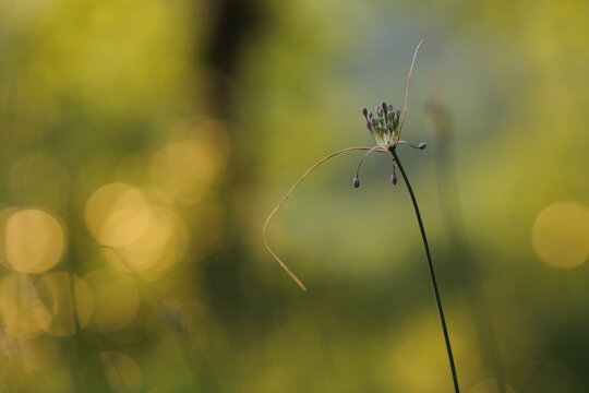 fiore di aglio selvatico in estate al tramonto